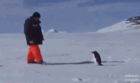 angry-penguin.gif