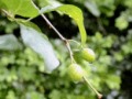 cherry plum