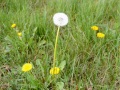 dandelion