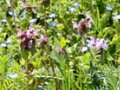 lamium