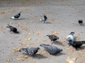 pigeons