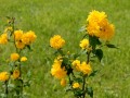 yellow flower